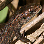 Juvenile common lizard